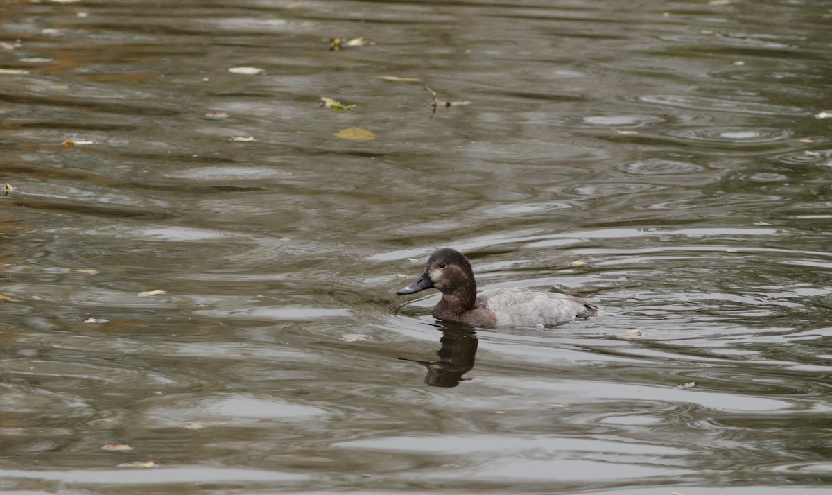 Common Pochard - ML644554015