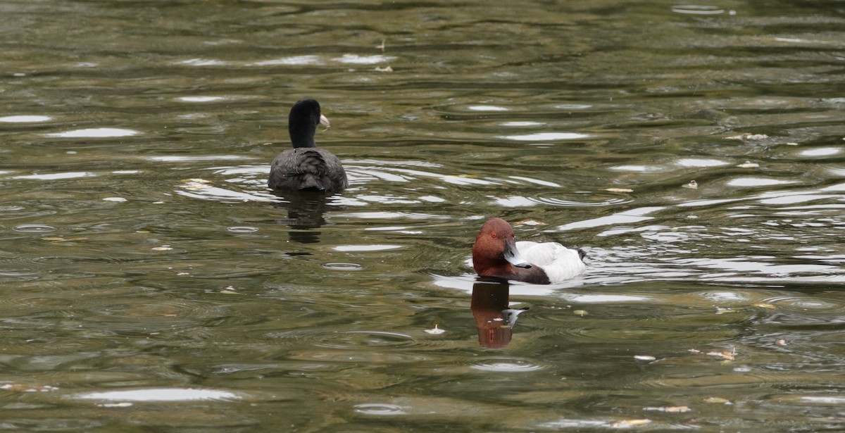 Common Pochard - ML644554016