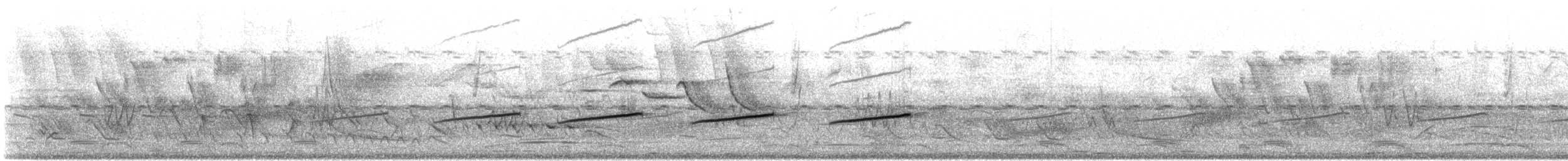 hvitbukfrøeter - ML644554018