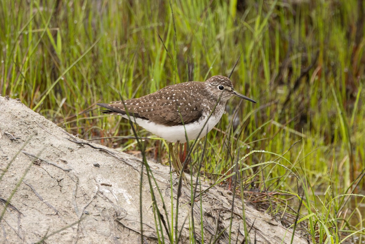 Solitary Sandpiper - ML644554020