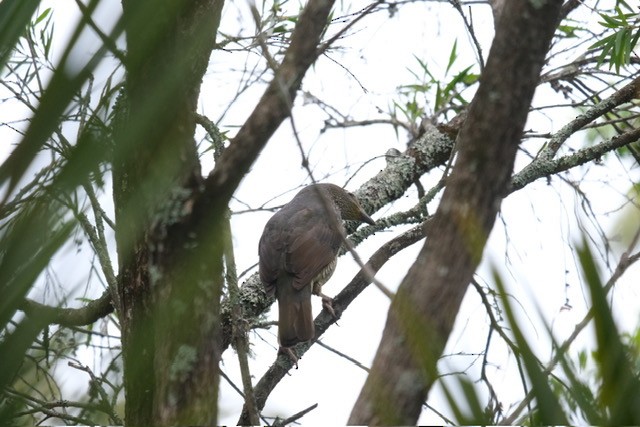 lemčík hedvábný - ML644554025