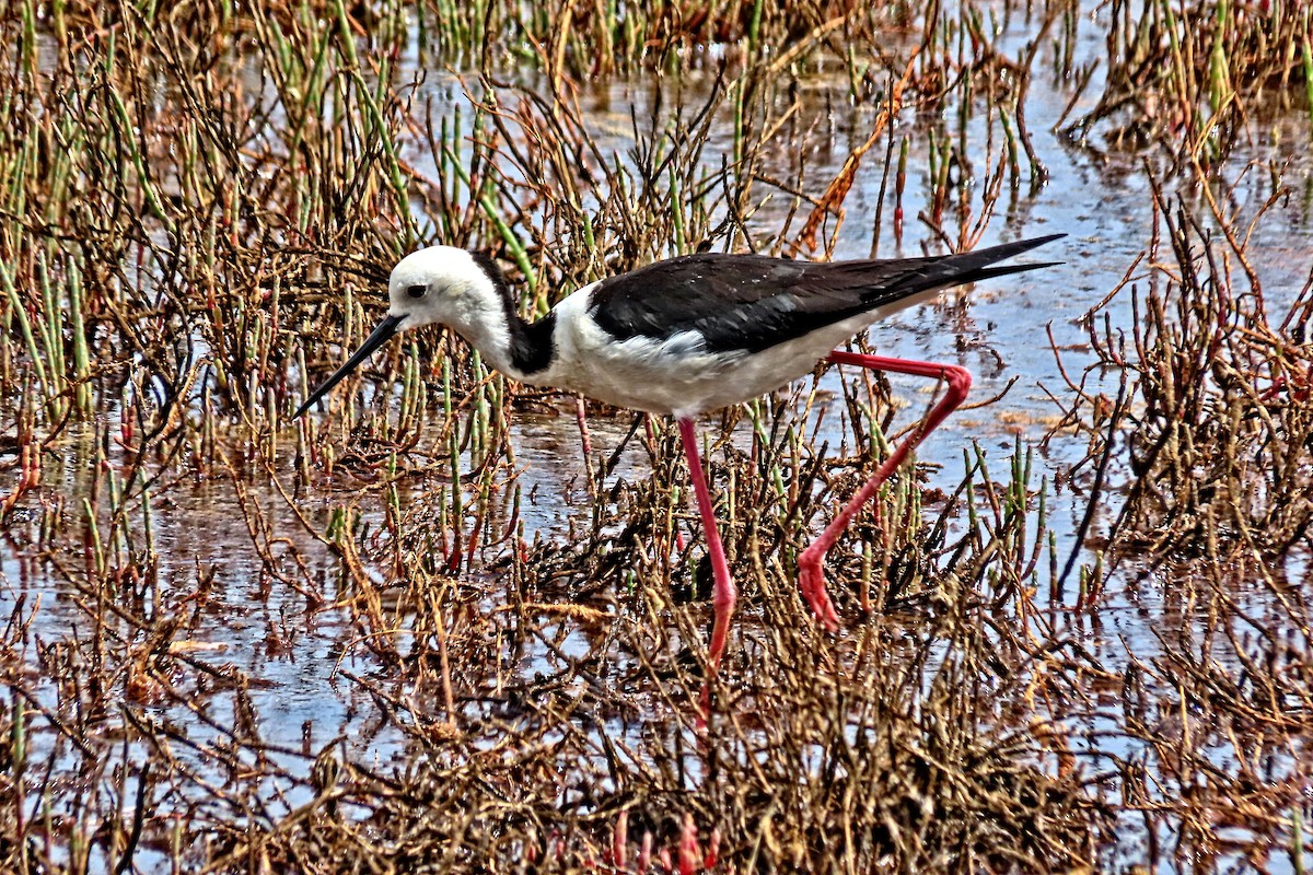 Ak Başlı Uzunbacak - ML644554027