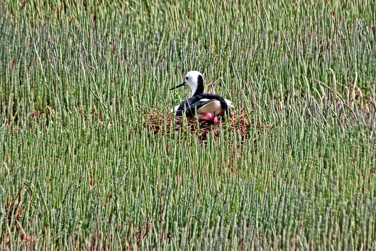 Ak Başlı Uzunbacak - ML644554028