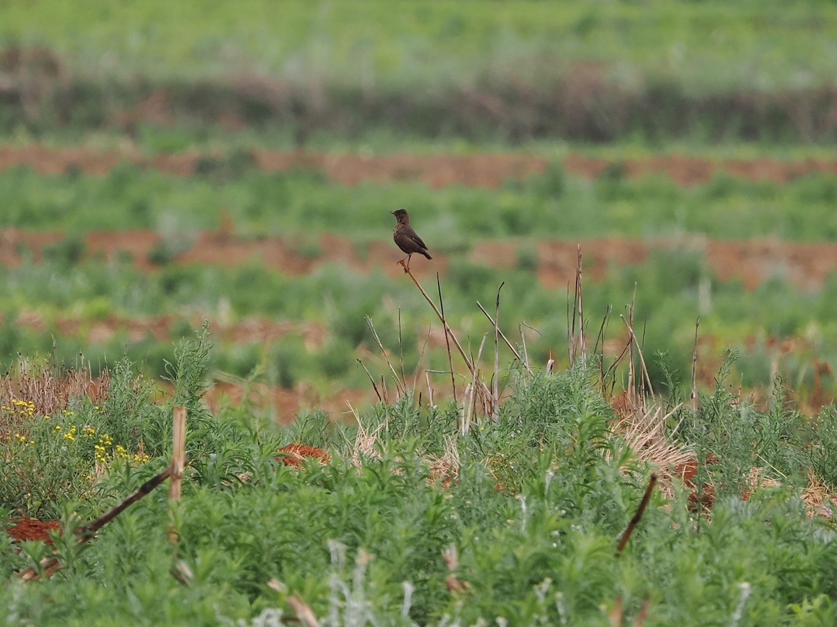 Termitenschmätzer - ML644554029