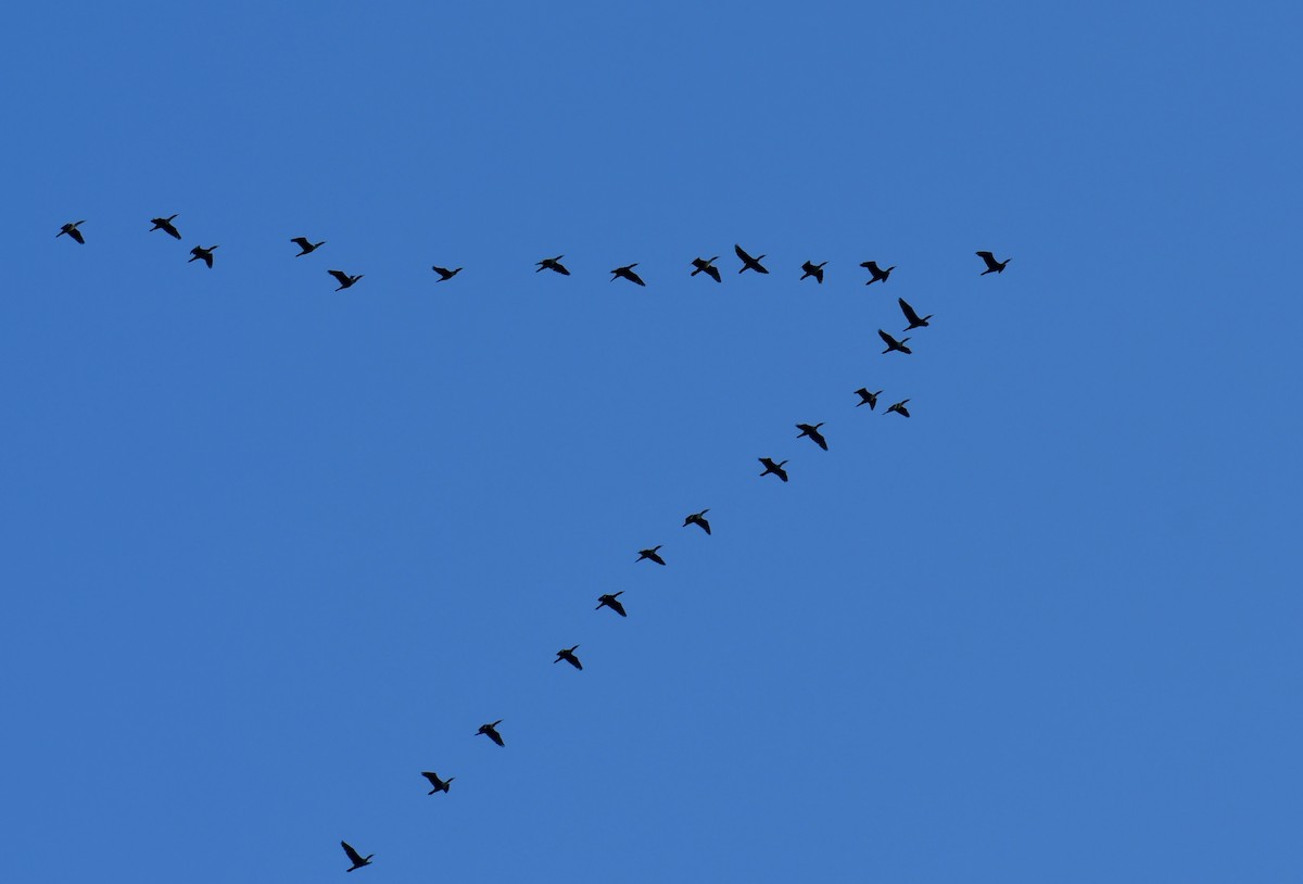 ברנטה קנדית - ML644554035