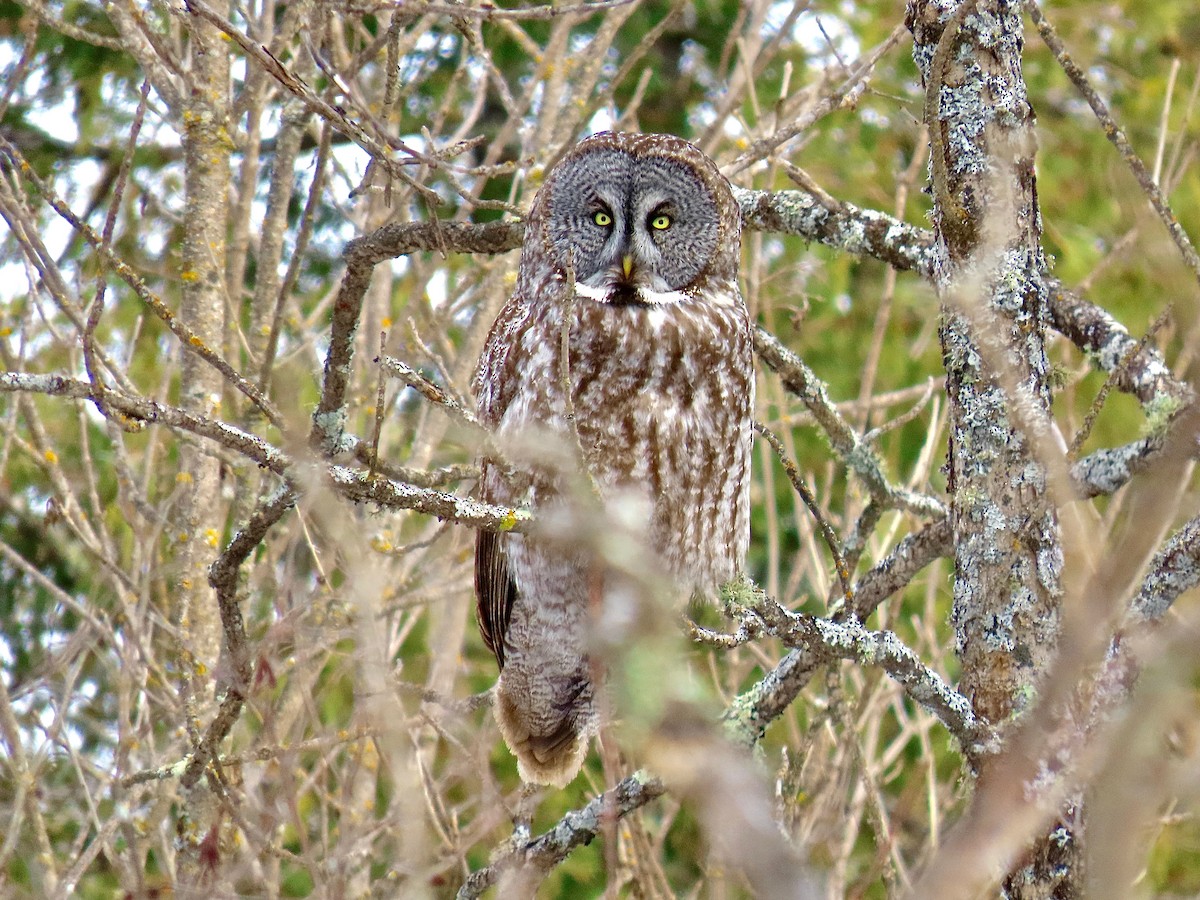 Great Gray Owl - ML644554037
