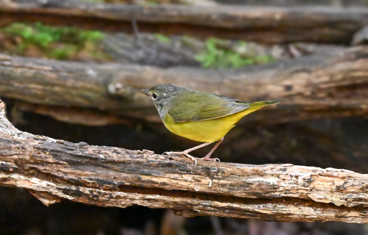 Mourning Warbler - ML644554038