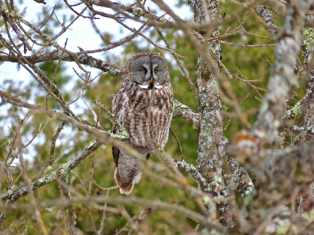 Great Gray Owl - ML644554039