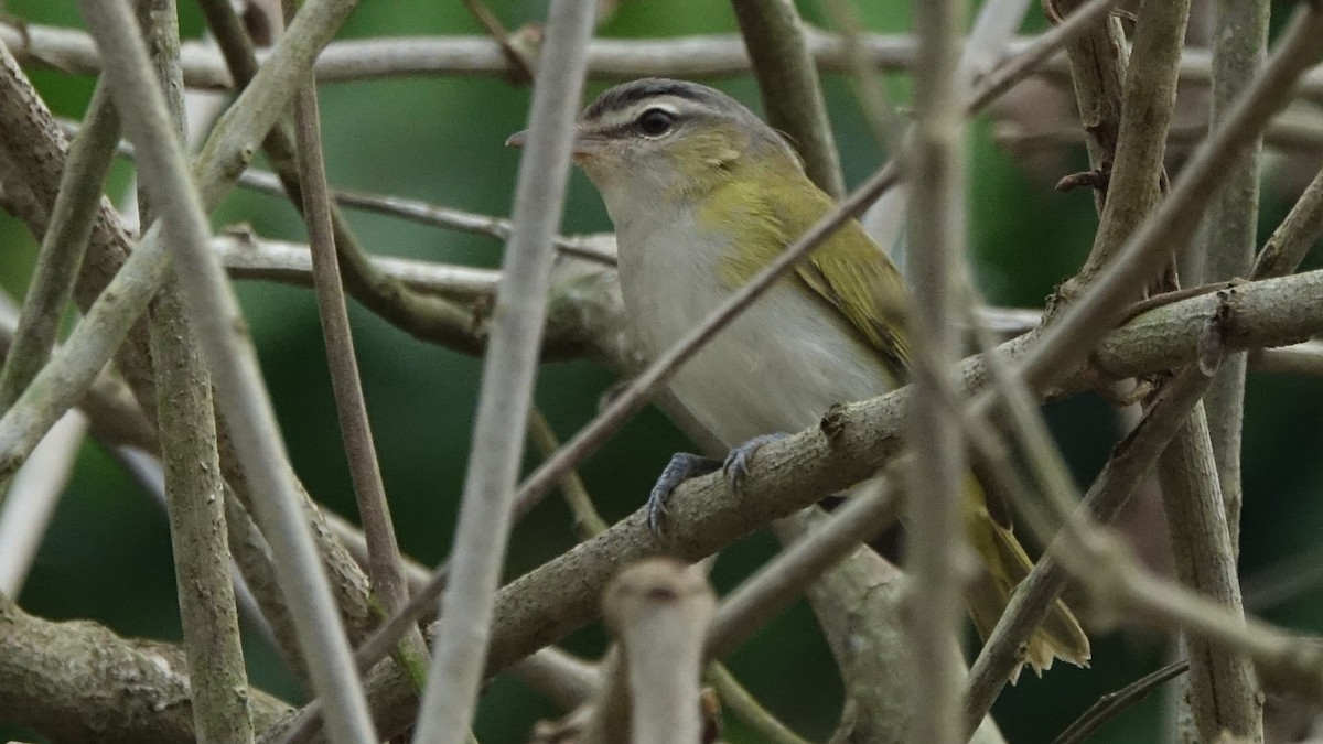 Chivi Vireo - ML644554040