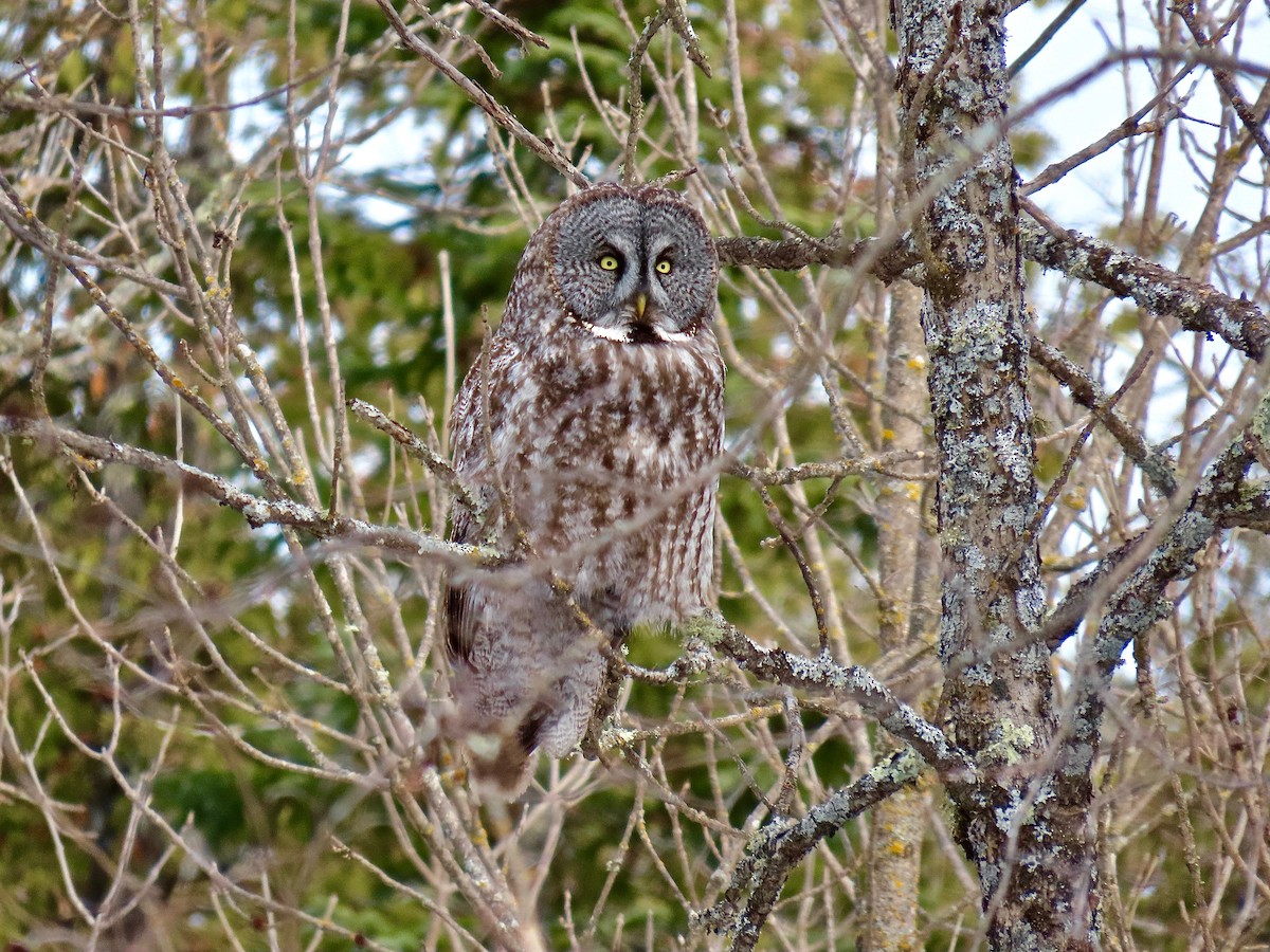 Great Gray Owl - ML644554041