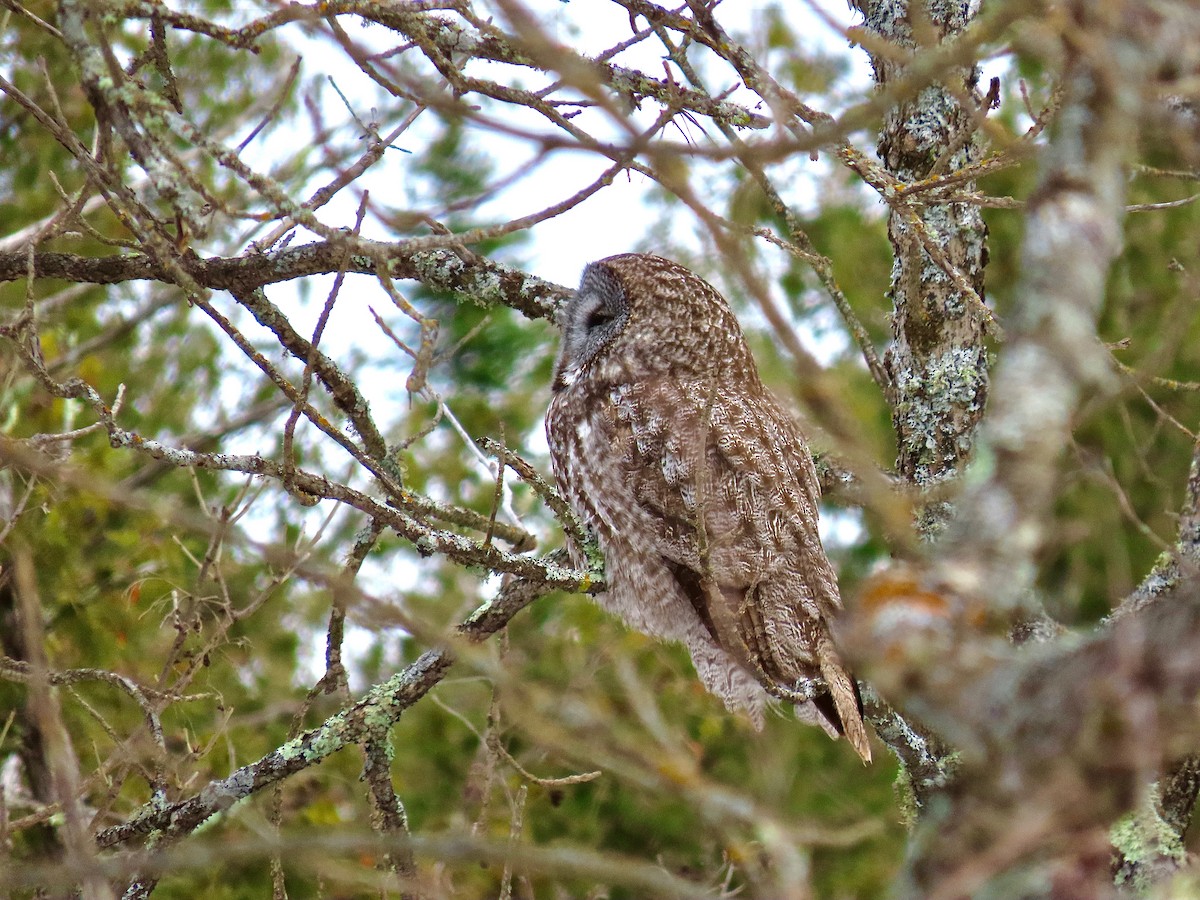 Great Gray Owl - ML644554042