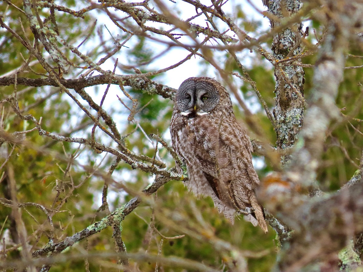 Great Gray Owl - ML644554043