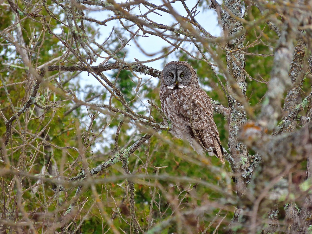 Great Gray Owl - ML644554044