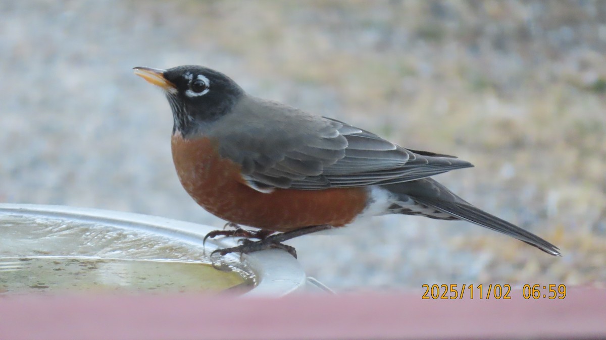 קיכלי נודד - ML644554046