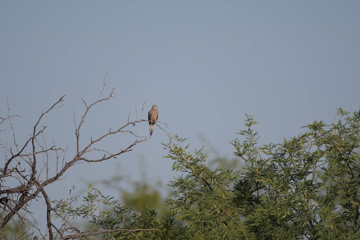 Mourning Dove - ML644554048