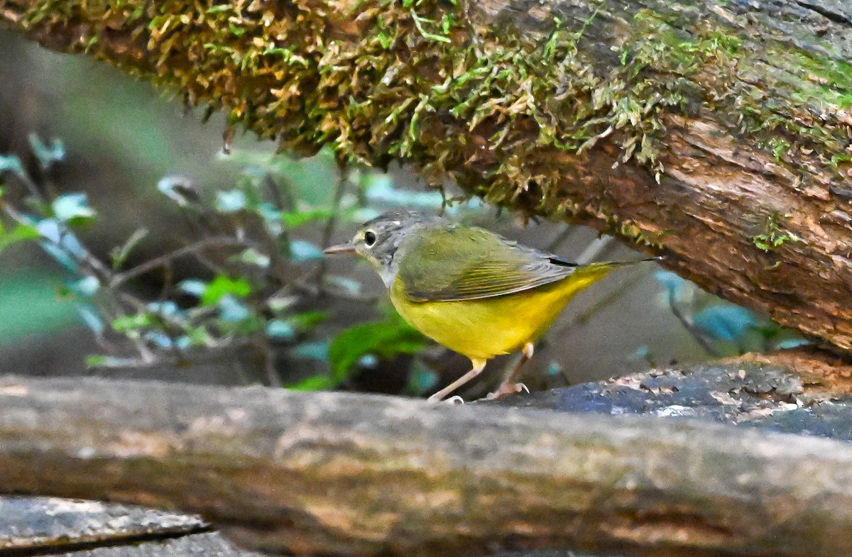 Mourning Warbler - ML644554050