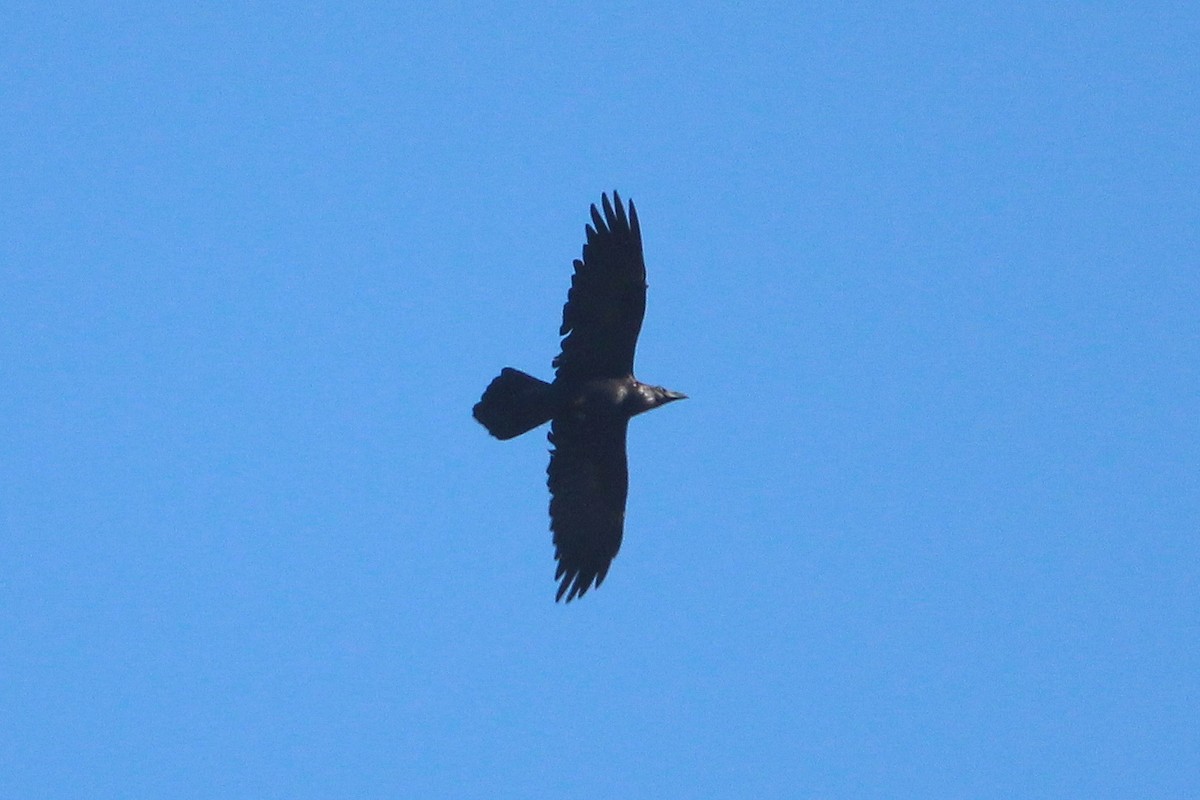 Common Raven - ML644554052