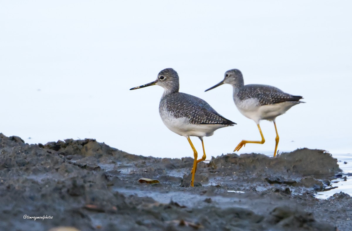 Коловодник жовтоногий/строкатий - ML644554055