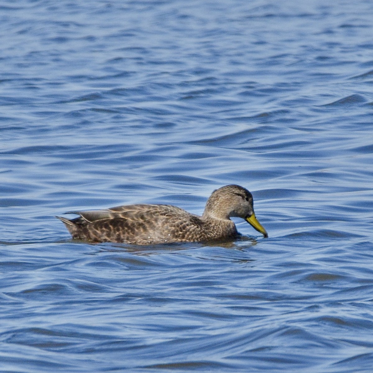 American Black Duck - ML644554064