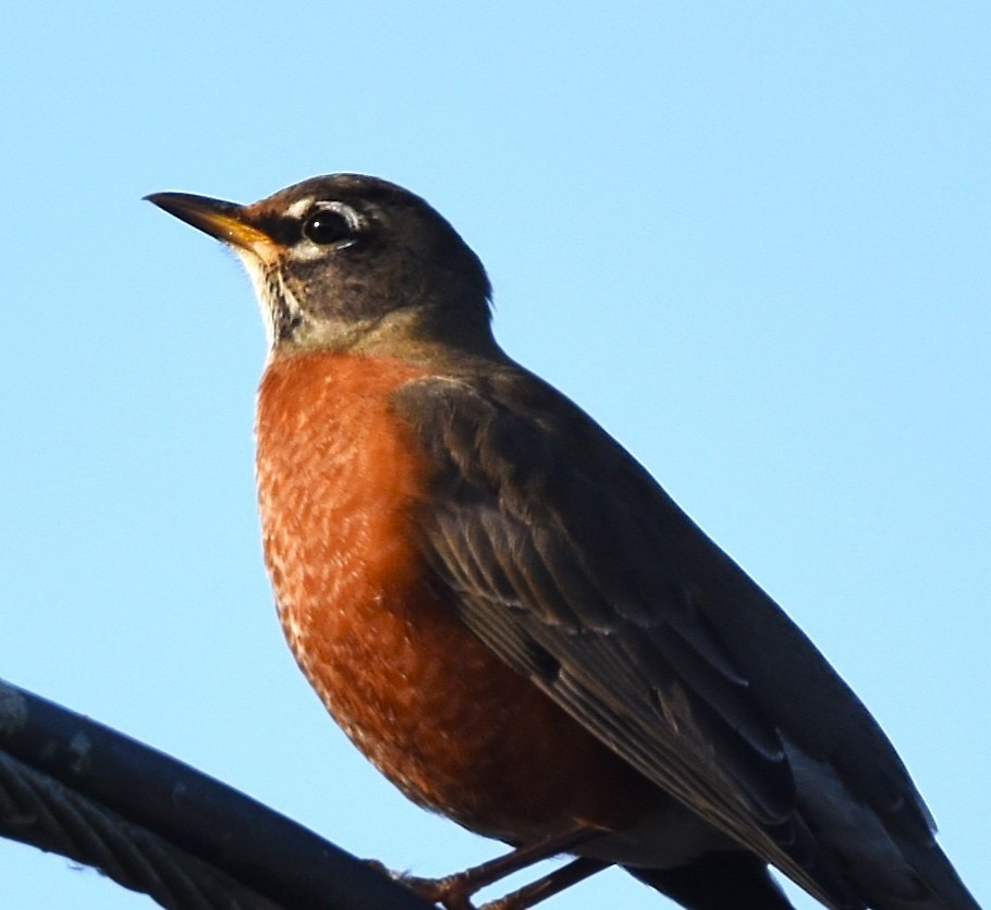 קיכלי נודד - ML644554073
