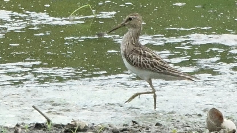 Txirri pektorala - ML644554075