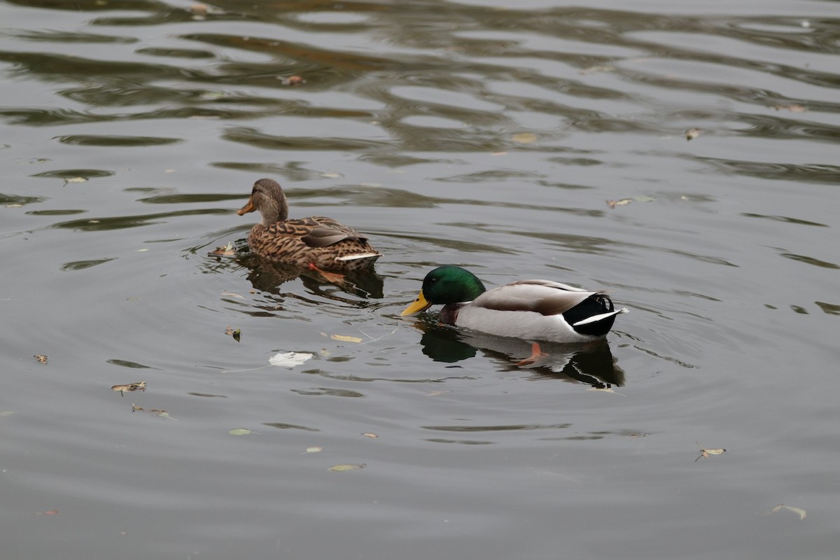 Mallard - ML644554076