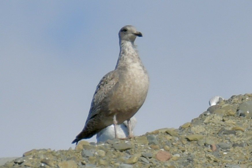 שחף מערבי - ML644554077