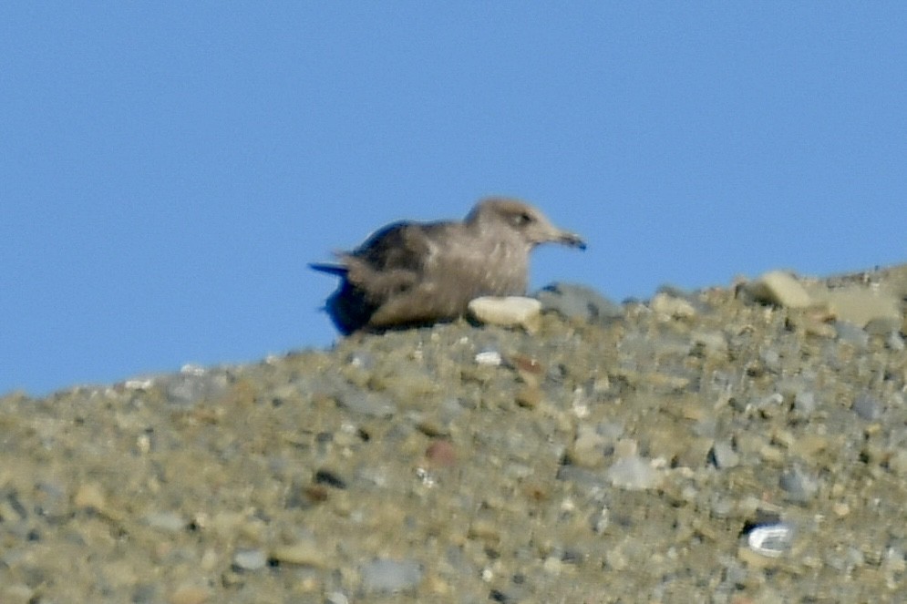 שחף מערבי - ML644554078