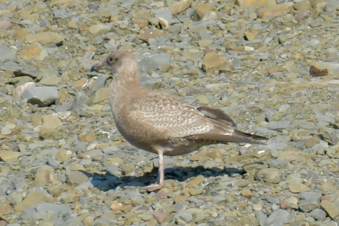 שחף מערבי - ML644554079