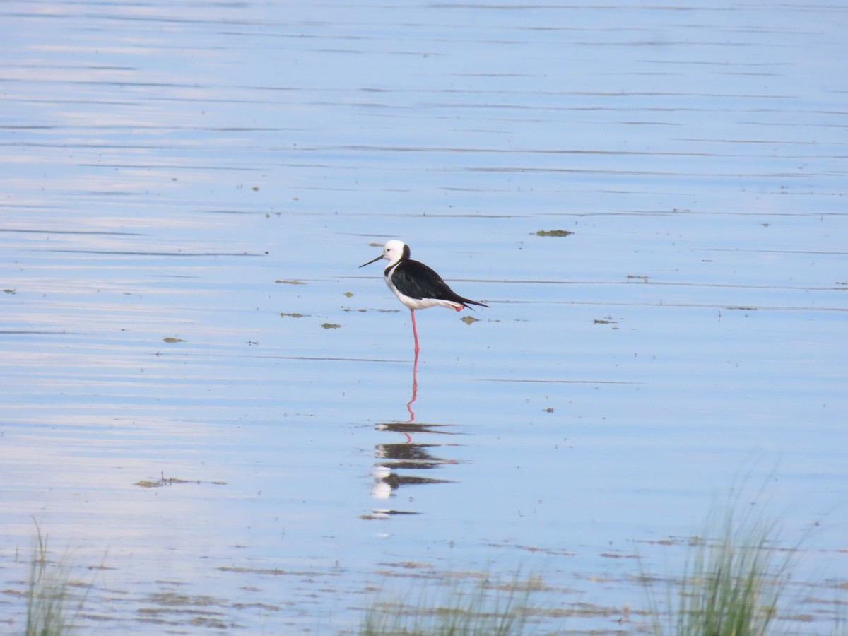 Ak Başlı Uzunbacak - ML644554080