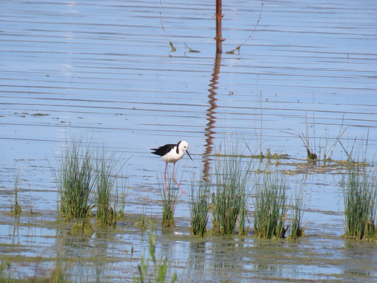 Ak Başlı Uzunbacak - ML644554082