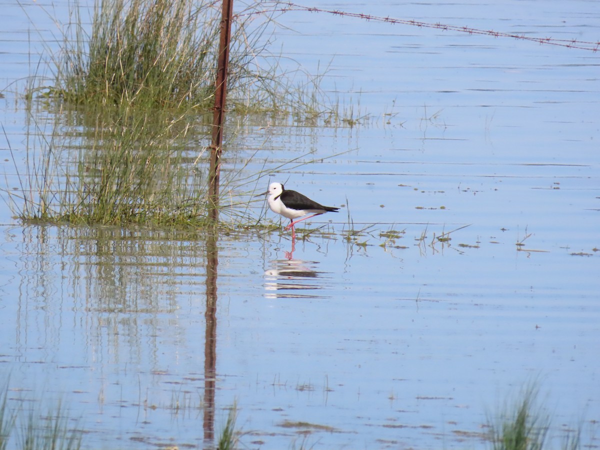 Ak Başlı Uzunbacak - ML644554083