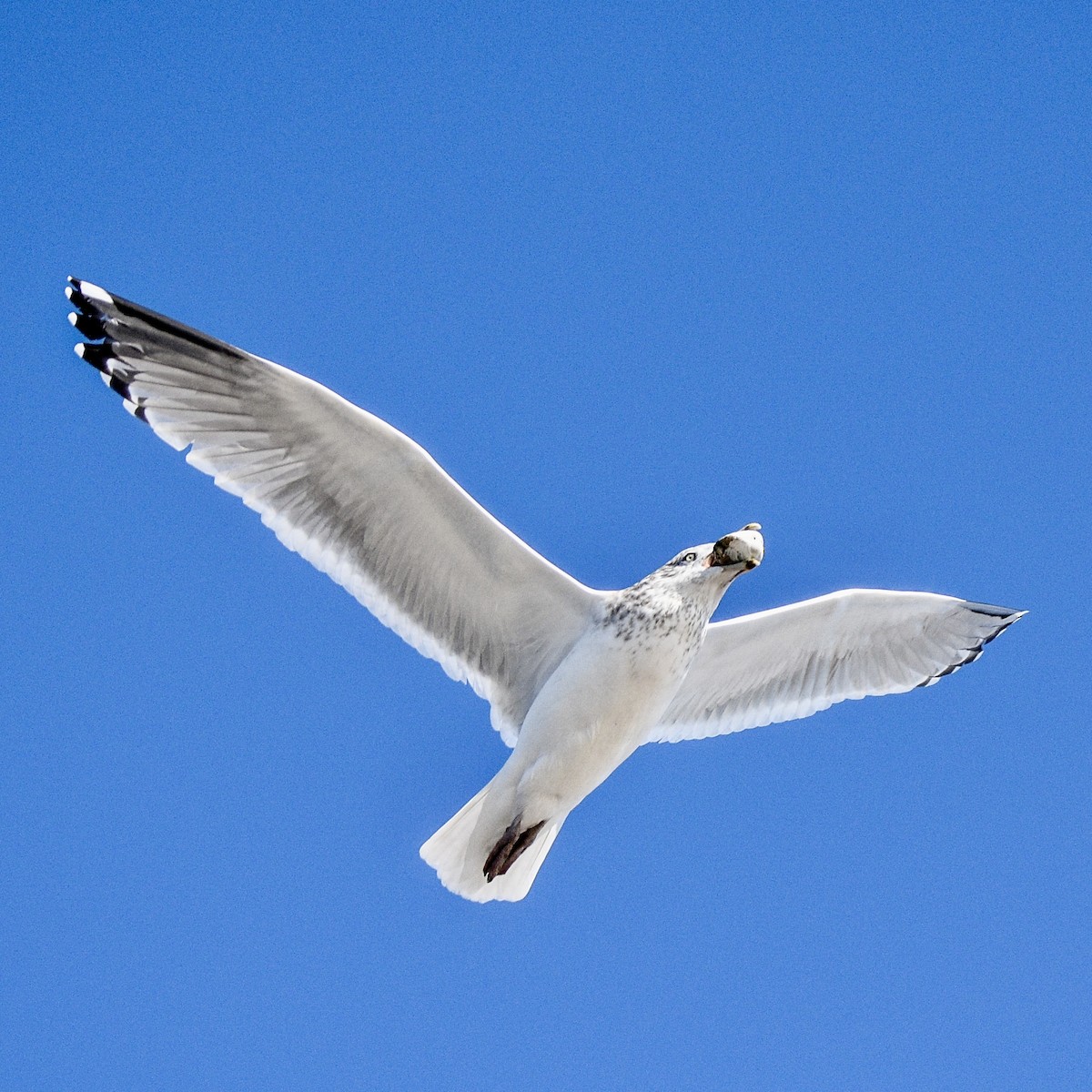 American Herring Gull - ML644554102