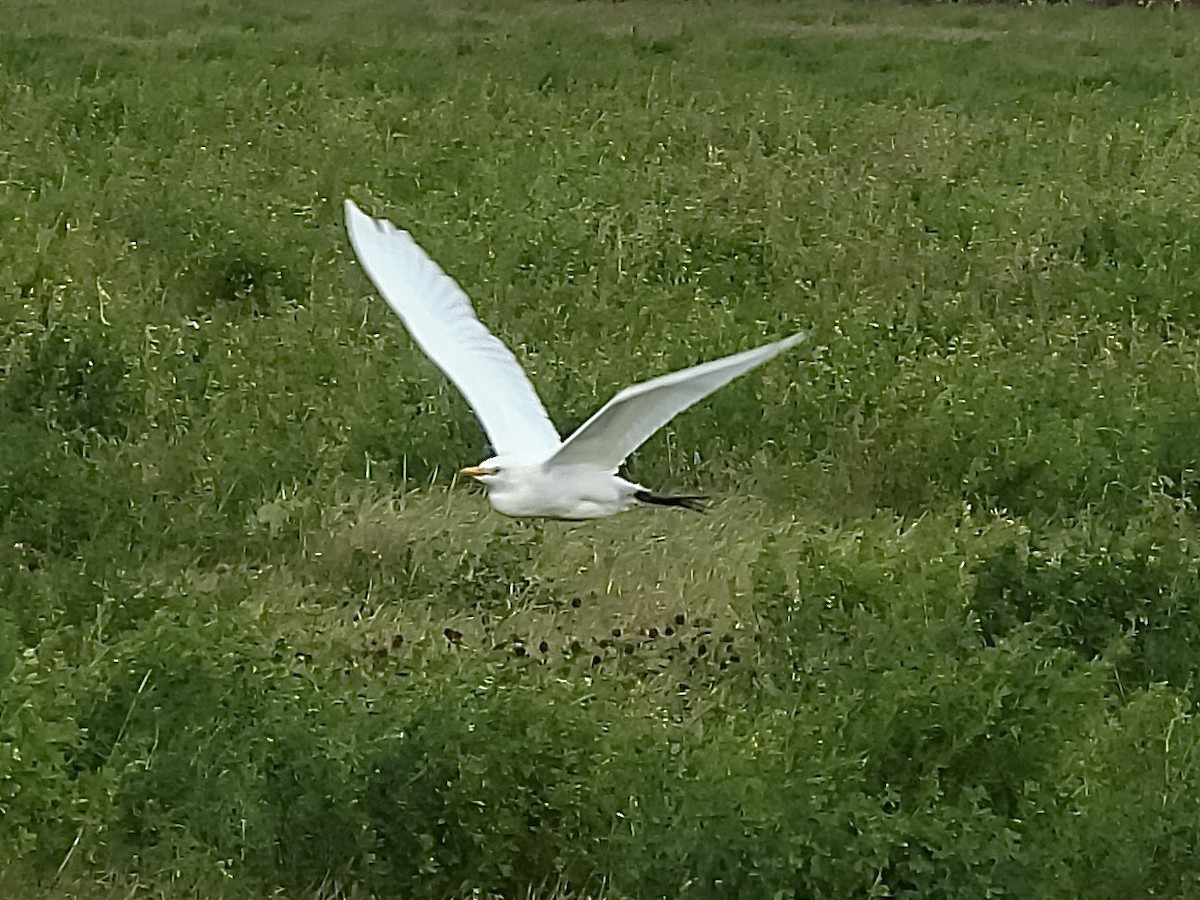 Kuhreiher - ML644554103