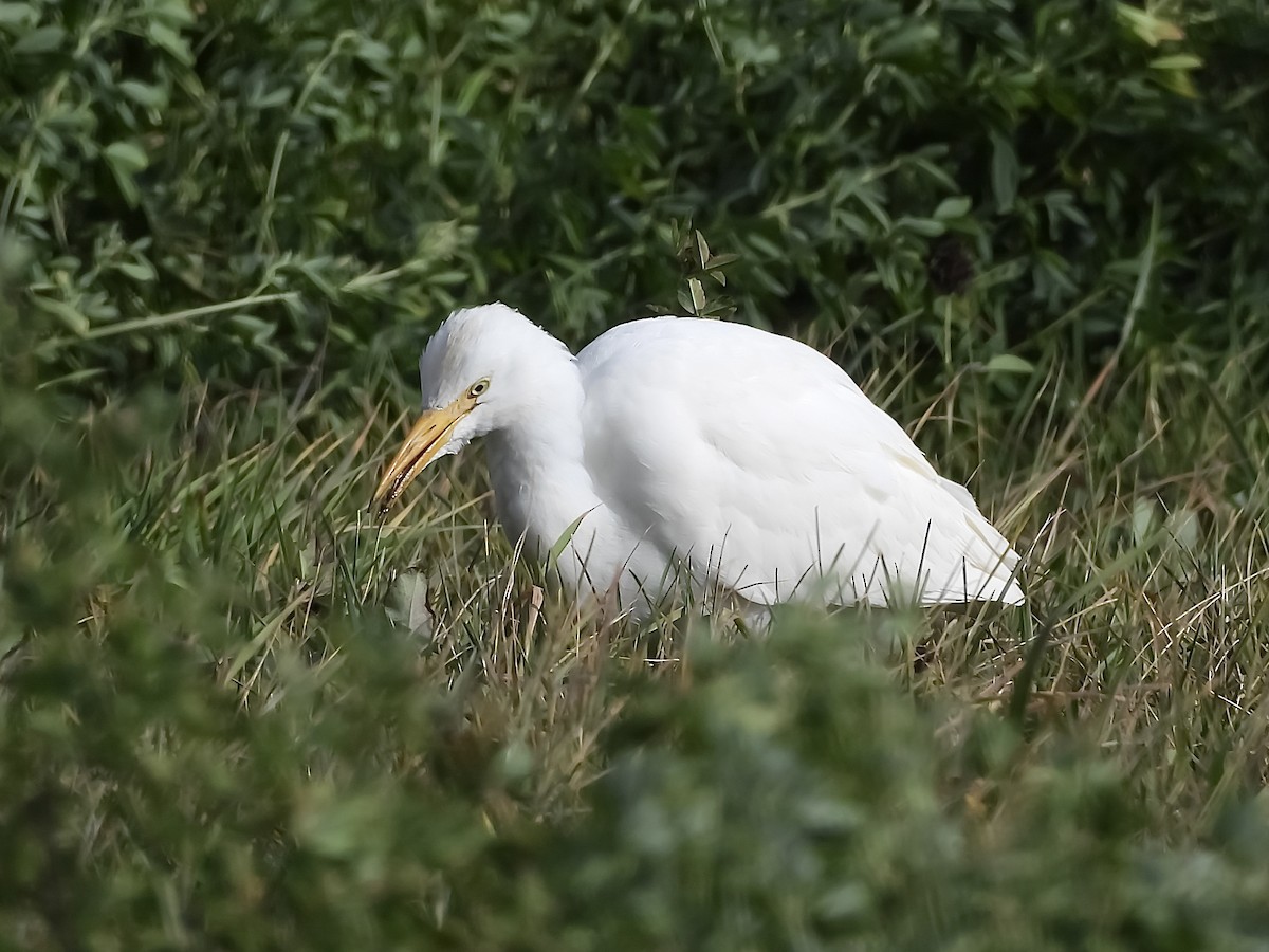 Kuhreiher - ML644554104