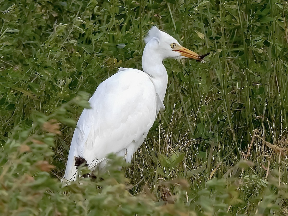 Kuhreiher - ML644554105