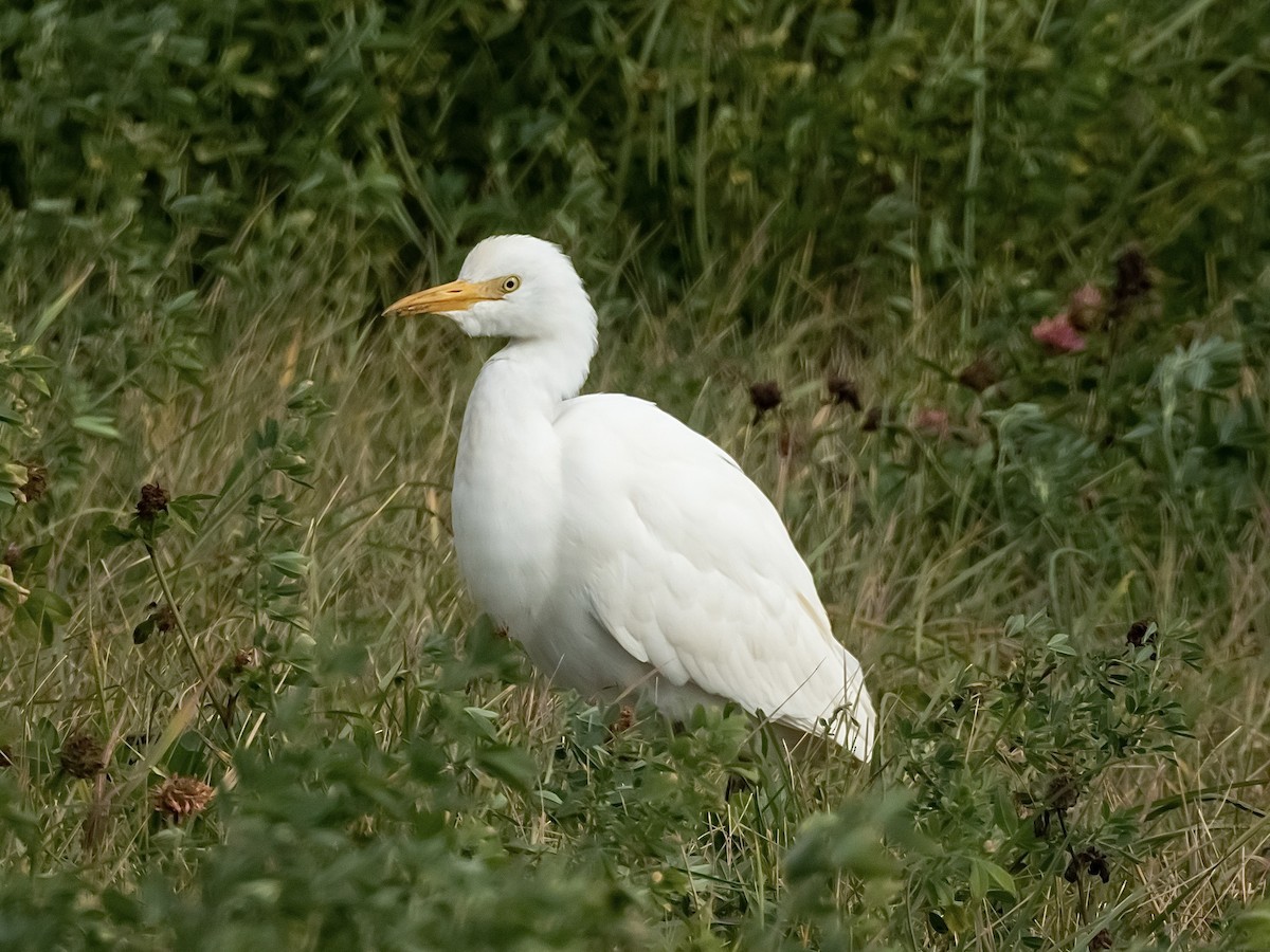 Kuhreiher - ML644554106