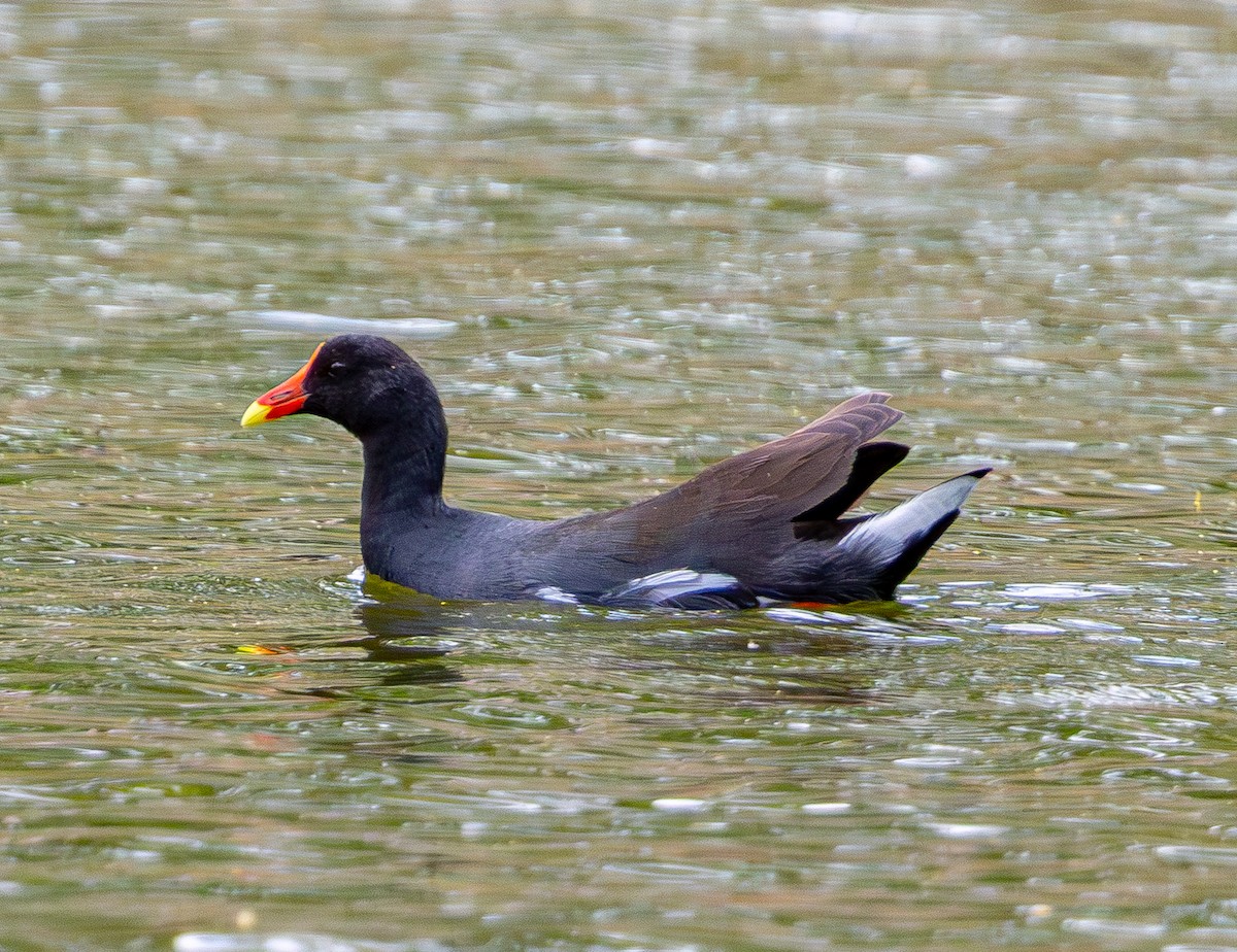 סופית אמריקנית - ML644554117