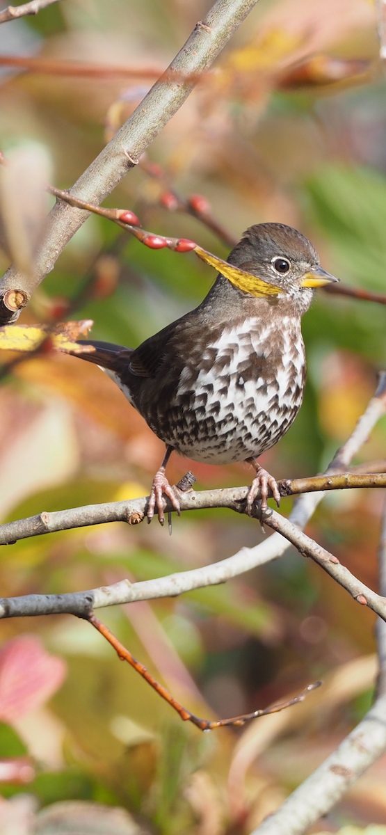 Fox Sparrow - ML644554118