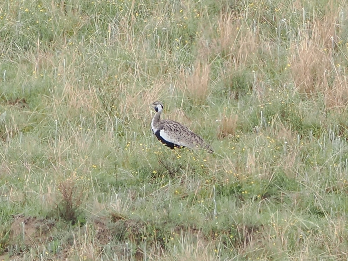 Schwarzbauchtrappe - ML644554130