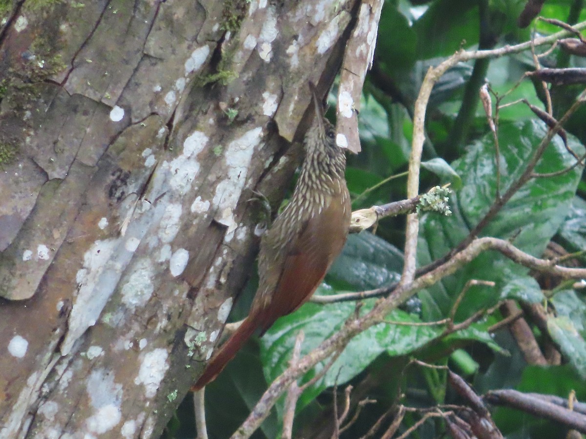 Streak-headed Woodcreeper - ML644554139