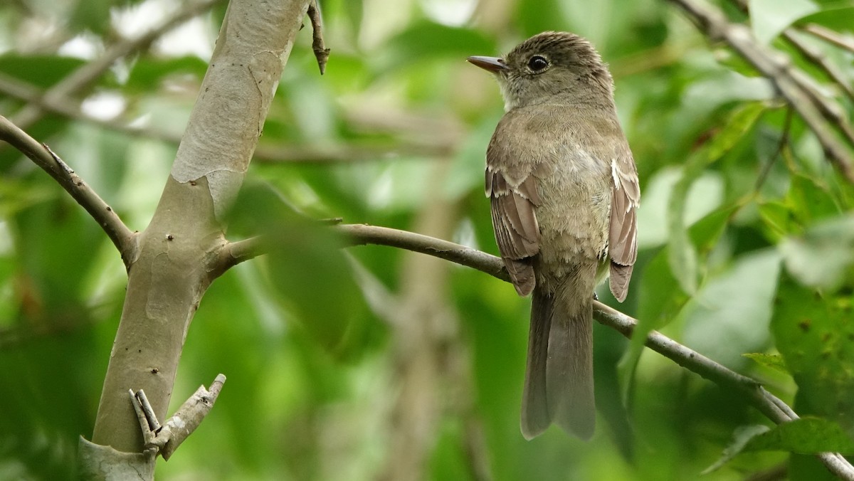 Alder Flycatcher - ML644554140