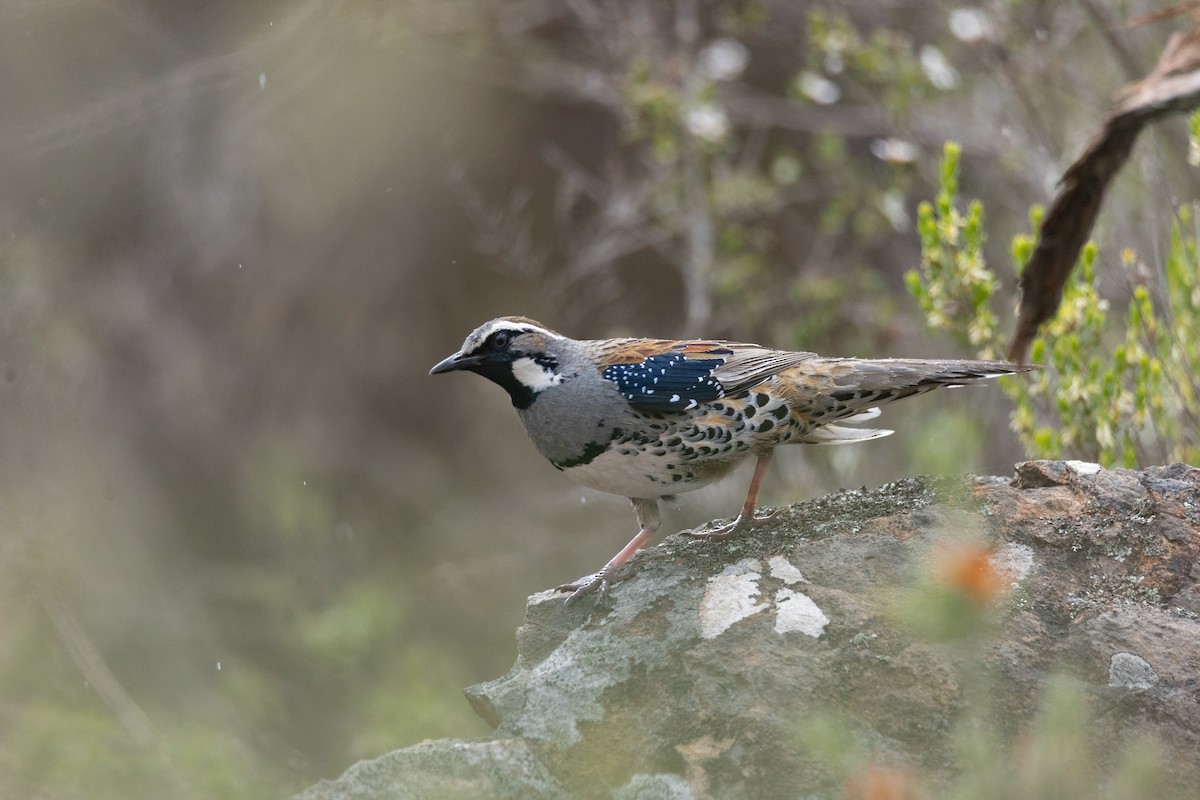 Spotted Quail-thrush - ML644554141