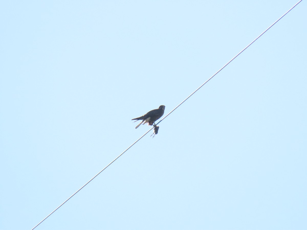 Brown Falcon - ML644554147