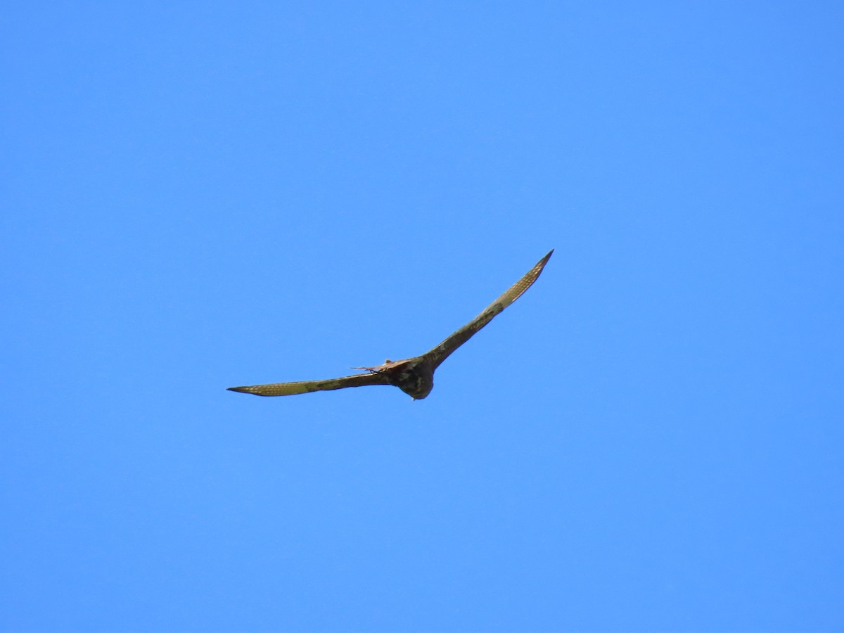 Brown Falcon - ML644554148