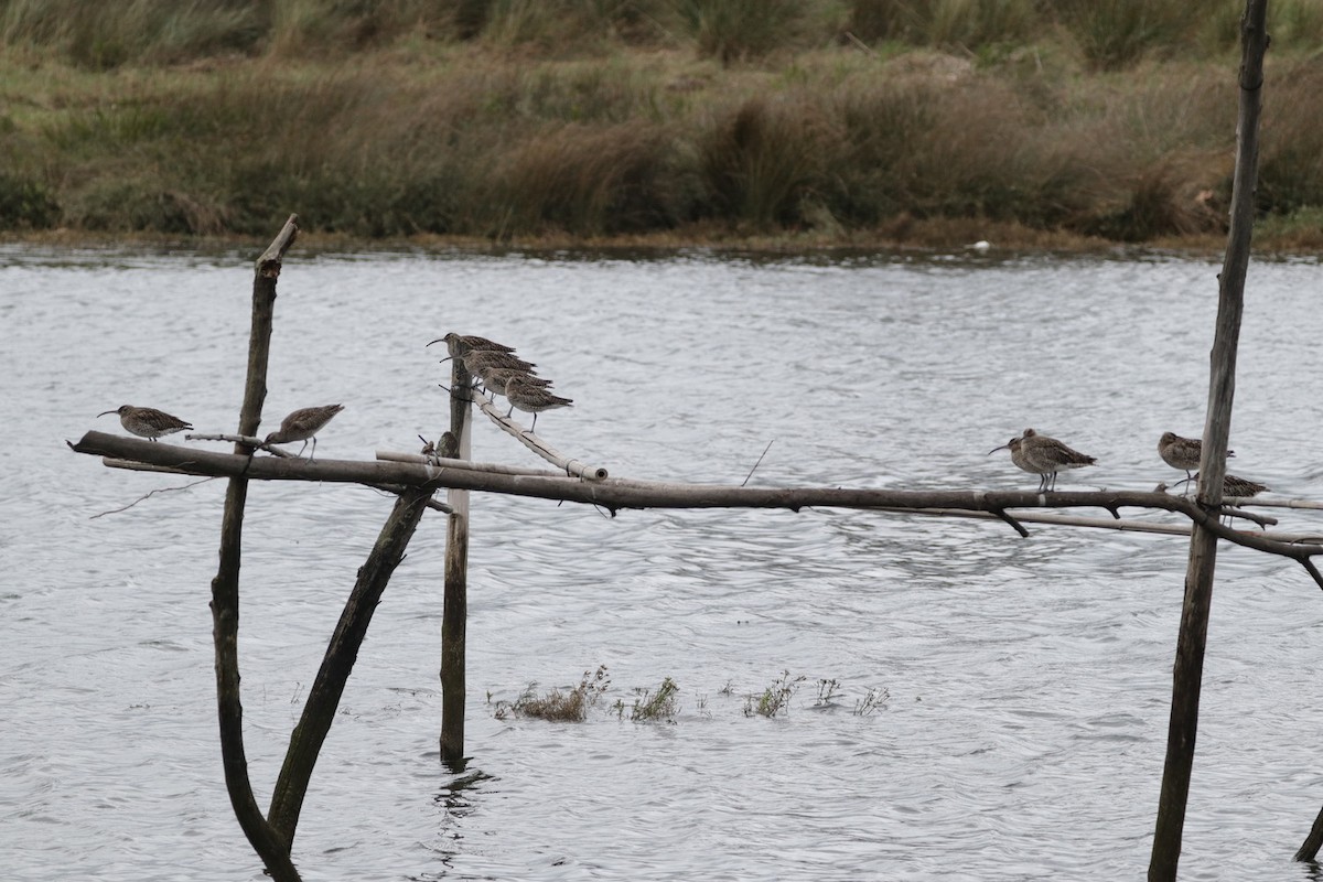 Eurasian Whimbrel - ML644554151