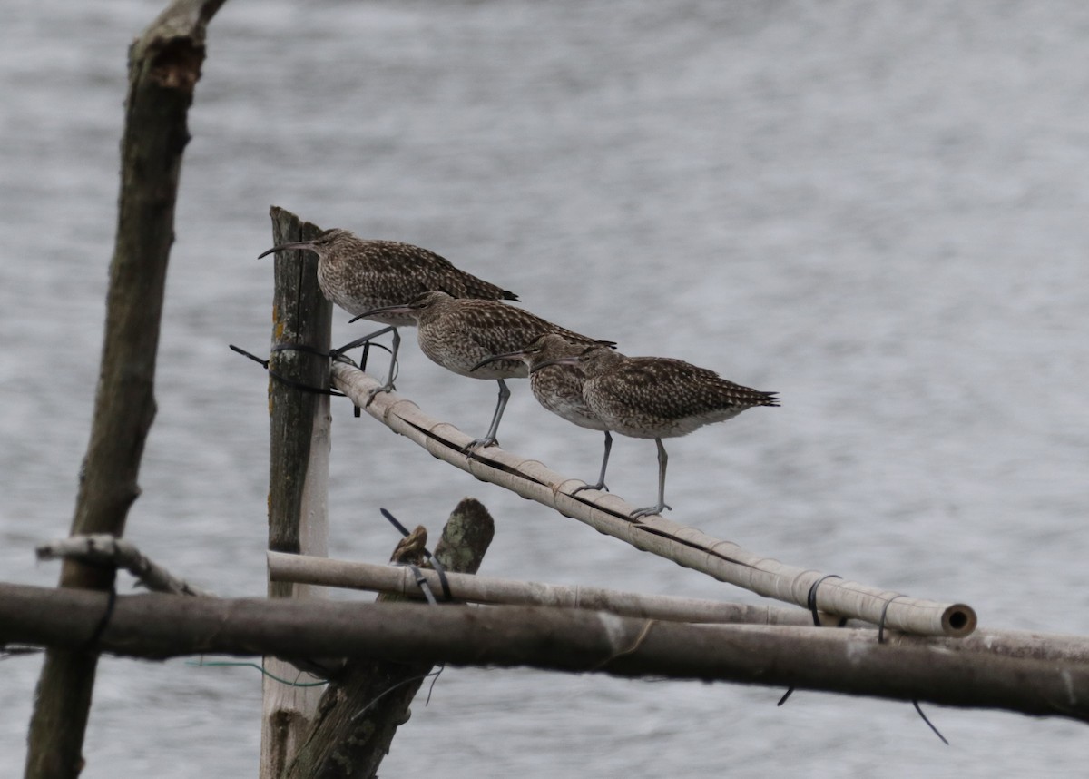 Eurasian Whimbrel - ML644554152