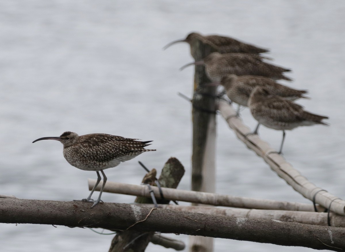 Eurasian Whimbrel - ML644554153