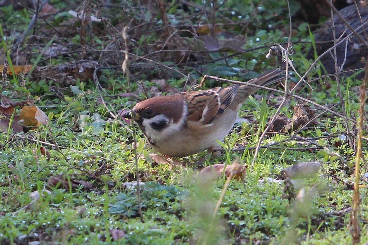 Ağaç Serçesi - ML644554154