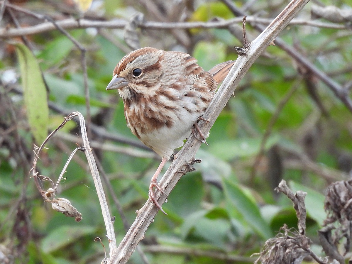 sangspurv - ML644554157